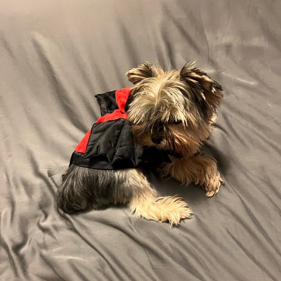 Martha Stewart Red Devil Pet Costume - Picture 7 of 9